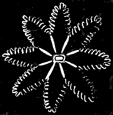 Fig. 21. Single
individual of Halcyonium seen from above; magnified.