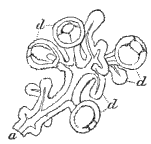 Fig. 99. Part of cluster of Medus&aelig; of Fig. 98; magnified. (Agassiz.)