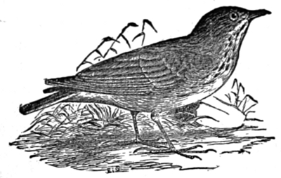 Sprague&rsquo;s Lark.