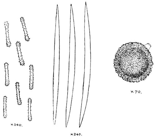 Illustration: Fig. 12.&mdash;Gemmule and
spicules of Spongilla hemephydatia (from type specimen).