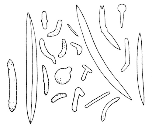 Illustration: Fig. 19.&mdash;Spicules of
Spongilla ultima (from type specimen), � 120.