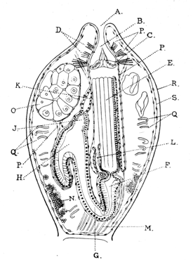Illustration: Fig. 30.&mdash;Vertical
section through a polypide of Alcyonidium with the polypide retracted
(after Prouho).
