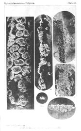 Illustration: Plumatella, Lophopodella,
Pectinatella.