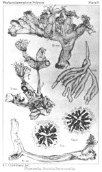Illustration: Plumatella, Stolella,
Pectinatella.