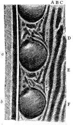 Fig. 56. Part of Secondary wing-feather of Argus
pheasant, shewing two, a and b, perfect ocelli.
A, B, C, &c., dark stripes running obliquely down,
each to an ocellus.