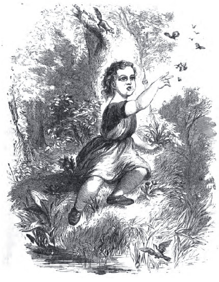 Frontispiece DAISY THOUGHT MORE OF BUTTERFLIES THAN OF BIRDS.