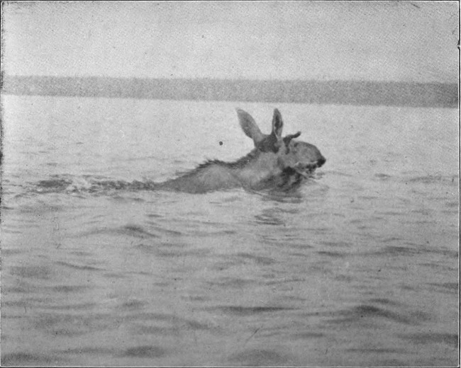 SPIKE-HORN BULL SWIMMING MUD POND.

(West Branch Waters.)

Photographed from Life.