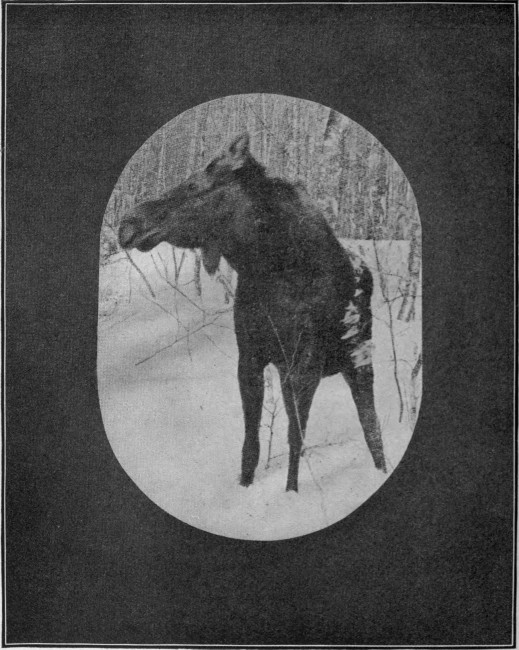 BULL MOOSE IN DEEP SNOW.

Taken during January, near Eagle Lake.

Photographed from Life.