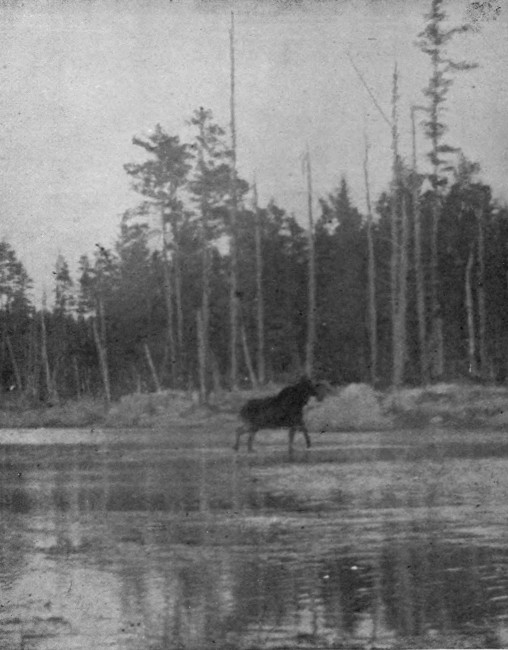 BULL MOOSE IN CARIBOU LAKE.

Photographed from Life.