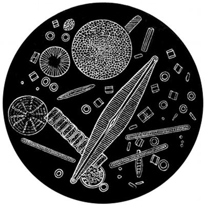 Fig. 16.

Fossil diatoms seen under the microscope.
The largest of these is an almost imperceptible
speck to the naked eye.