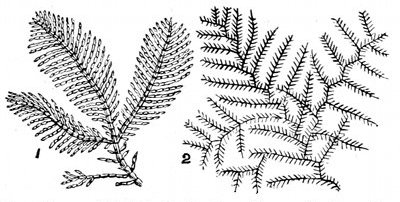 Fig. 66.

Coralline and Sertularia, to show likeness between the
animal Sertularia and the plant Coralline.

1, Corallina officinalis. 2, Sertularia filicula.
