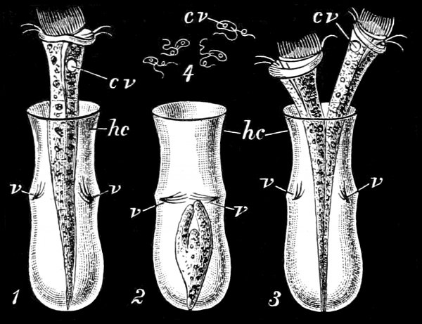 Fig. 68.

Thuricolla folliculata and Chilomonas
amygdalum. (Saville Kent.)

1, Thuricolla erect; 2, retracted; 3,
dividing. 4, Chilomonas amygdalum. hc,
Horny carapace. cv, Contractile vesicle.
v, Closing valves.