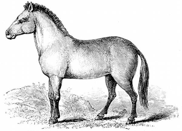Fig. 75.

Przevalsky's Wild Horse, the "Kertag" or "Statur."