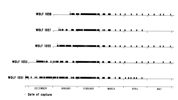 Figure 16.&mdash;Distribution of the days on which data were obtained for each
of the radiotagged wolves. Because tracking success was 99 percent, this
also represents the distribution of effort. During June, July, and August,
wolves 1053 and 1059 were located 1 day each month.