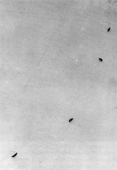 Figure 2.&mdash;Wolves were located from the air, usually
on frozen lakes. (Photo courtesy of L. D.
Mech.)