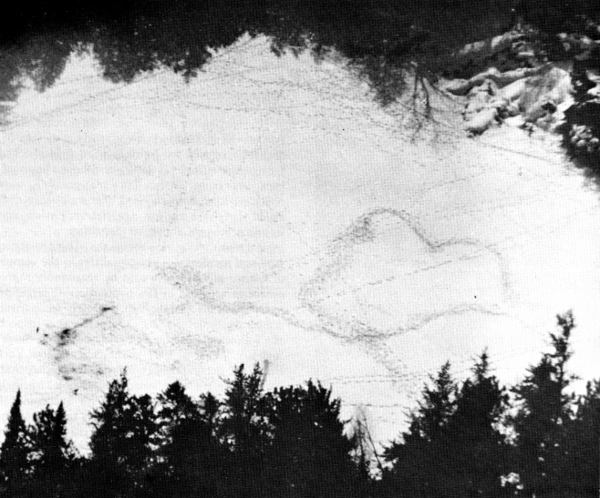 Figure 3.&mdash;Wolf-kills were easily spotted from aircraft. (Photo courtesy of
L. D. Mech.)