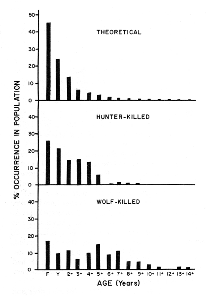 Figure 7.&mdash;Comparison between the age structures
of deer killed by wolves, deer killed by
hunters, and a theoretical population from the
same general area of northeastern Minnesota.