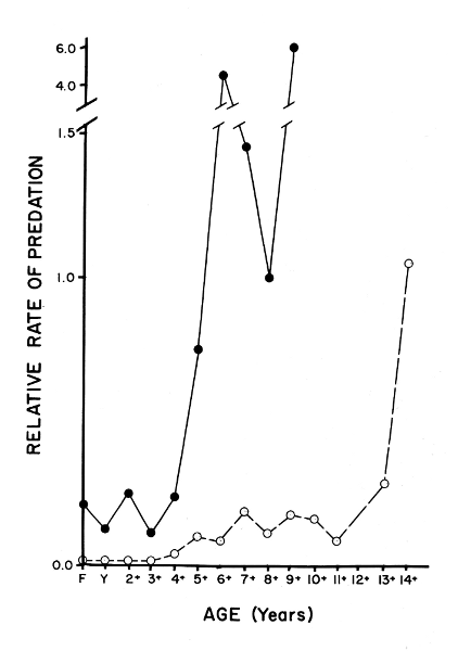 Figure 13.&mdash;Relative rates of predation on deer
of various ages, based on comparisons of the
ages of wolf-killed deer with those of a theoretical
population (dashed line) and those of
the hunter-killed population. See figure 7.
