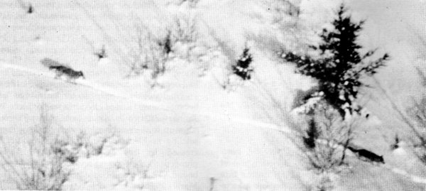 Figure 6.&mdash;Wolves travel single file in deep snow. (Photo courtesy of L. D.
Mech.)