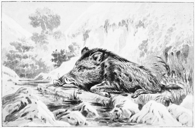 Plate V.

THAT OLD TUSKER.

Page 31.