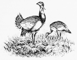 GREAT BUSTARDS&mdash;AN APRIL DAWN.