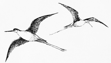 STILTS&mdash;HOVERING OVERHEAD.