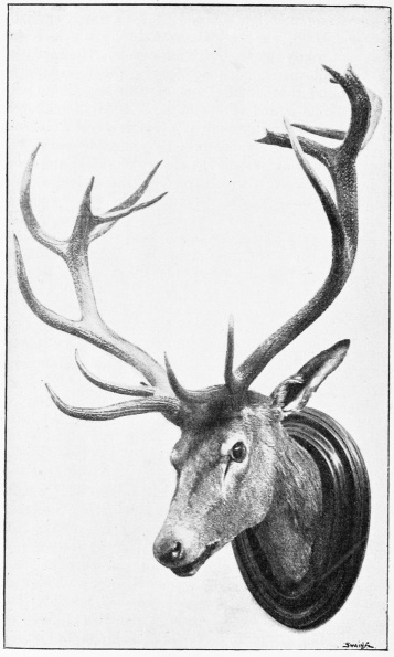 SPANISH RED DEER&mdash;A MOUNTAIN-HEAD FROM MORENA.
