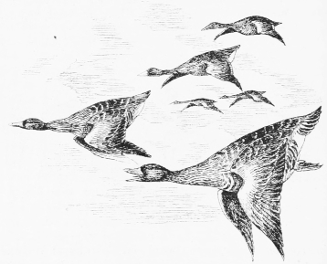 GREY LAG GEESE FLIGHTING&mdash;DAYBREAK.
