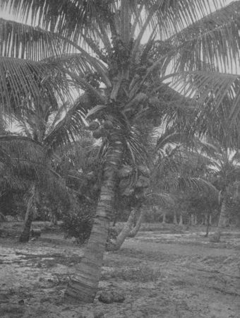 Fig. 49.&mdash;A Cocoanut Grove.