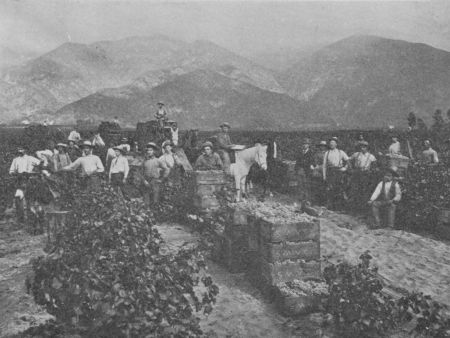 Fig. 58.&mdash;Picking Grapes.&mdash;Notice the Mountains in the Background.