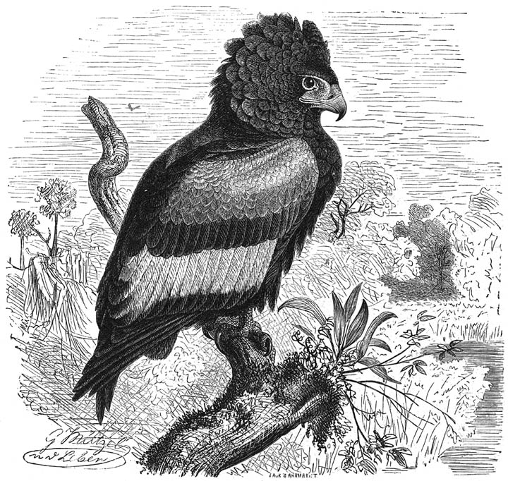 Berghaan of Goochelaar (Helotarsus ecaudatus). ⅕ v. d. ware grootte.
