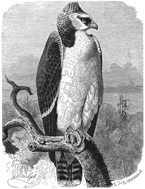 Vechtarend (Spiza&euml;tus bellicosus). ⅙ v. d. ware grootte.