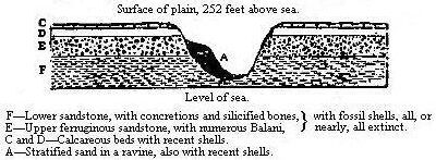 [Illustration:
Section of the tertiary formation at Coquimbo.]