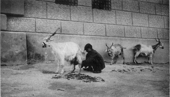 “Many a protesting goat is compelled to scramble up four
or five flights of dark stairs.”