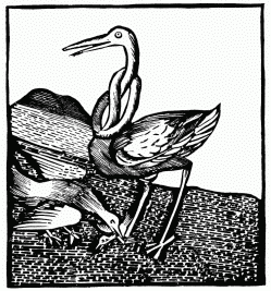 FIG. 17.&mdash;The Stork. From the “Ortus Sanitatis.” Venice,
1511.