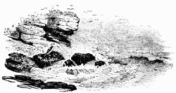 FIG. 63.&mdash;The Solitary Cormorant. From Bewick’s “British
Birds.”
