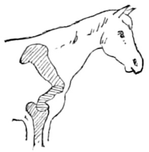 Fig. 6.&mdash;Straight or upright
shoulder. The angle at the joint being more than 45�.