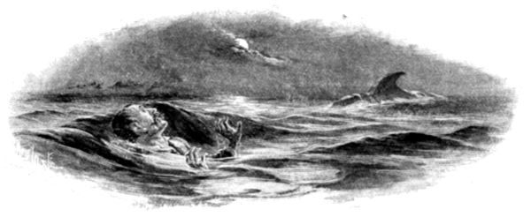"UPRIGHT IN THE WATER, FIFTY YARDS AWAY, WAS A BLACK
TRIANGULAR OBJECT&mdash;A FIN."