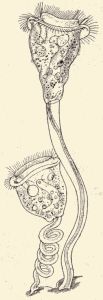Vorticella.