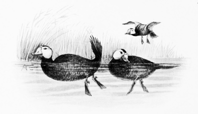 Types of Spanish Bird-Life

WHITE-FACED DUCK (Erismatura leucocephala)

Bill much dilated, waxy-blue in colour. Wings extremely short; a sheeny
grebe-like plumage, and long stiff tail, often carried erect.