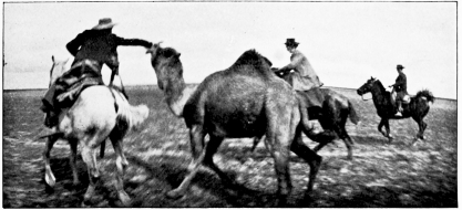 Wild Camels of the Marisma.

PHOTOS BY H.R.H. PHILIPPE, DUKE OF ORLEANS.

CAPTURING A WILD CAMEL.

THE CAPTIVE.