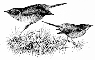 Types of Spanish Bird-Life

DARTFORD WARBLER (Sylvia undata)

Resident. Frequents deep furze-coverts, seldom seen (as we are
constrained to represent it) in separate outline.