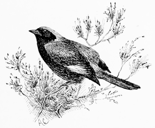 BLACKSTART (Ruticilla titys)

Abundant in winter; retires to the sierra to nest.