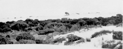 (3) A CORRAL, OR PINE-WOOD ENCLOSED BY SAND.

Three Views in Coto Doñana.