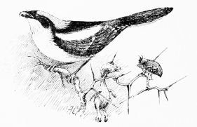 WOODCHAT SHRIKE AND ITS “SHAMBLES” (Sketched in La
Mancha)