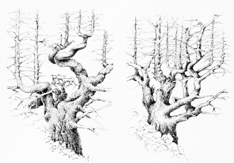 PINSÁPO PINES (Abies pinsapo)
Diagram to show trunk-plan, divested of foliage. Girth at base 30 to 45
feet.