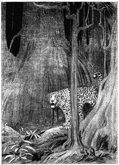 From the heart of the jungle sounded the deep, coughing
roar of a jaguar