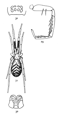 Figs. 29, 30, 31, 32. Phrurolithus
alarius.&mdash;31,
female in a natural position,
with legs drawn up
over the back, enlarged
eight times. 29, one of
the front legs to show
spines. 30, eyes from
in front. 32, maxill&aelig;,
labium, and ends of
mandibles.