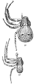 Figs. 91, 92. Xysticus
gulosus.&mdash;91, female. 92, male. Both enlarged
four times.