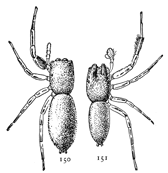 Figs. 150, 151. Icius elegans.&mdash;150, female.
151, male. Both enlarged six times.